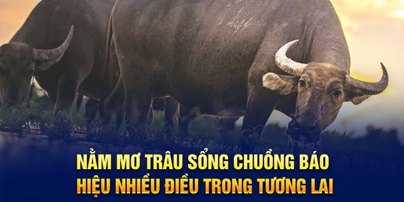 nam-mo-trau-song-chuong-bao-hieu-nhieu-dieu-trong-tuong-lai.jpg